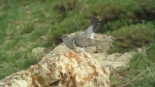 Common Cuckoo  Cuculus canorus [upl. by Atims]