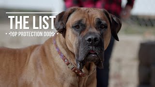 THE LIST TOP 10 PROTECTION DOGS [upl. by Xeno]