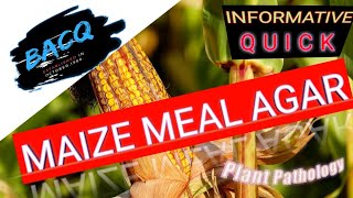 maize meal agarcorn meal agar [upl. by Xanthus]