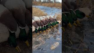 Green is always our color of choice duckhunt mallards greenheads duckblind waterfowl [upl. by Negem]