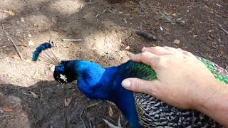 Romeo my Indian Blue Peacock letting me pet him AWESOME [upl. by Dahs]