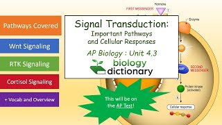 Signal Transduction Important Pathways and Cellular Responses  AP Biology 43 [upl. by Patt444]