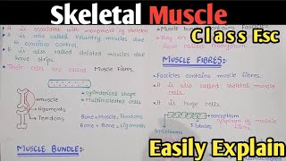 Skeletal Muscle  Ultrastructure Of Myofilament  Class 12 Biology Urdu Hindi [upl. by Caves]