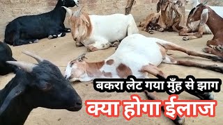 बकरियो बकरो के मुँह से झाग आ रहा है क्या ईलाज करें Vimalumrao [upl. by Ainahtan666]