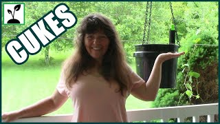 How To Grow Cucumbers In Self Watering Containers [upl. by Osswald]