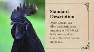 Ayam Cemani Chicken March Breed of the Month [upl. by Wolpert893]