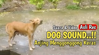 Anjing menggonggong keras  SUARA ANJING [upl. by Aelc]