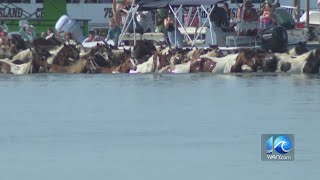 Chincoteague holds 2023 Pony Swim on Wednesday [upl. by Niki]