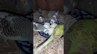 Listen morning sounds of budgies for 1 hour [upl. by Ednew]