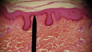 EPITHELIAL TISSUES HISTOLOGY ANATOMY Skin Intestine Professor Fink [upl. by Eirtemed]