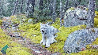 Incredible footage of lynx in northern Minnesota [upl. by Moises]