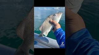 Bottom fishing with Cutbait squid Grunts on it floridasaltwaterfishing bottomfishing [upl. by Aknayirp]