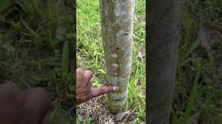 Agarwood Aquilaria malaccensis cultivation in Bangladesh [upl. by Anuahsar]