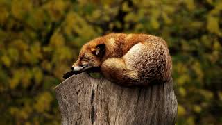 quotThe Haunting Sound of Red Fox Screams at Night A Fascinating and Eerie Audio Experiencequot [upl. by Skantze]