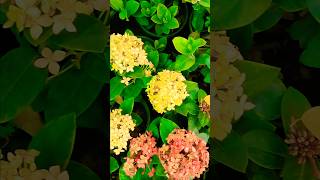 Ixora combo yellow orange 💛🧡garden trending youtube ytshorts [upl. by Stuckey]