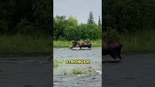 Bear vs Moose  Epic battle [upl. by Aicilif534]