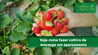 Veja como fazer cultivo de morango em apartamento [upl. by Sosthina]