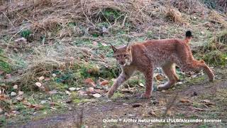 LUCHSE IM ERZGEBIRGE AUSGEWILDERT [upl. by Baerl911]