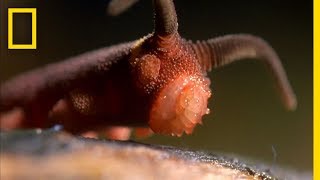 This Worm Uses a quotSilly String of Deathquot  National Geographic [upl. by Leihcey]