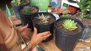 How to propagate agave plants [upl. by Averil187]