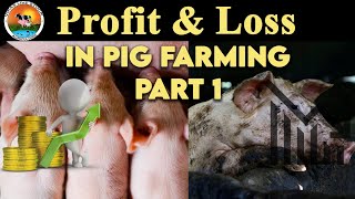 Profit And Loss in Pig Farming part1  Vikas Live Stock Saharanpur Uttar Pradesh 9058705146 [upl. by Mariya]