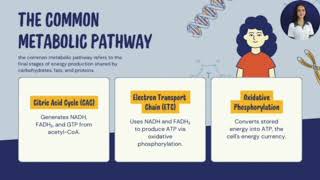 Oxidative Phosphorylation and ATP Production for the Common Metabolic Pathway [upl. by Hilaire489]