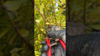 Pruning a Strawberry Tree with Sharp Shears ✂️🌳 asmr garden pruning cuttingskills asmrsounds [upl. by Hirza]