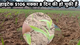 हाइटेक 5106 मक्का 8 दिन होगई हाईटेक 5106 मक्का hitech 5106 makka ki hybrid variety hytech 5106 [upl. by Atelahs]