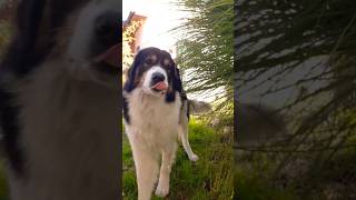 Dog Thor shorts dogvideos [upl. by Reizarf745]