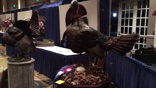 NWTF Taxidermy Competition 2020 [upl. by Parlin]