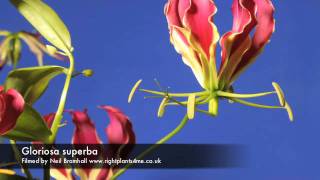 Gloriosa superba flower opening time lapse [upl. by Atnahs]