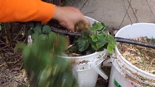 Gardening With Cody Week 7 Hydroponic System Online [upl. by Ellekcim]