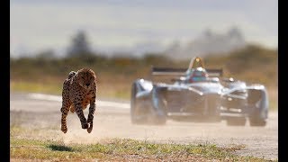 Drag Race Formula E Car vs Cheetah [upl. by Faith]