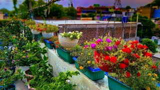 Portulaca Paradise Revealed  A Burst of Overflowing Vibrant Colors on My Terrace Garden [upl. by Edra624]