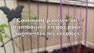 ✿ Comment palisser un framboisier en pot pour augmenter les récoltes [upl. by Alsworth906]