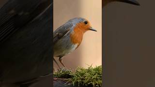 Você alimenta os Pássaros do seu Jardim natureza [upl. by Bratton]