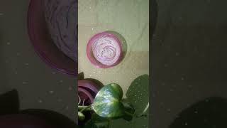 DIY multani mitti hair care packdiy song trendingshorts [upl. by Brittany]