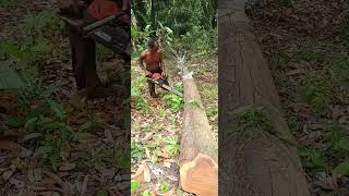 mangosteen tree pruning [upl. by Yaffit]