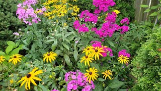 The Perennial That Brightened Up My Summer Garden  Garden Phlox [upl. by Sverre]