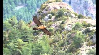 Birding In Spain  Lammergeier in flight [upl. by Edwina]