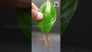 How to grow Parijatham plant from leaf cutting  gandharaj flower shorts short shortvideo [upl. by Ltsyrk]