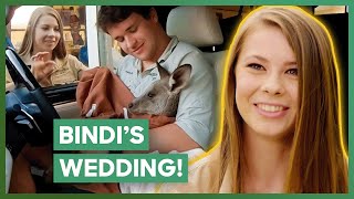 Bindi Irwin’s Wedding At Australia Zoo  Crikey Its The Irwins [upl. by Gerstner]