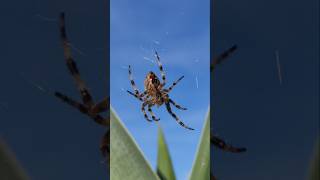 YouTubeCreatorCommunity Kreuzspinne Spinne Biss Giftig Gartenkreuzspinne Araneus diadematus Netz [upl. by Sada509]