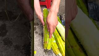 shorts chichinga youtubeshorts farminglifeinanotherworld vegetables food [upl. by Gomar]