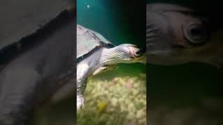 Turtle aquarium aquarium PetsHome [upl. by Atikahc]