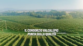 Il Consorzio Valcalepio punta sulla qualità [upl. by Duj253]