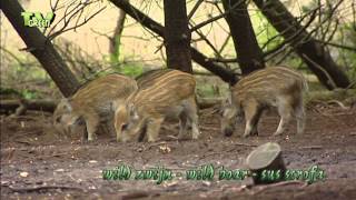 Wilde zwijnen amp biggen  Wild boar piglets poking in forest  Sus scrofa [upl. by Yliram]