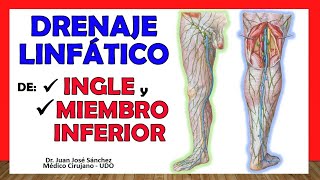 🥇 DRENAJE LINFÁTICO DE INGLE y MIEMBRO INFERIOR ¡Explicación Sencilla [upl. by Einaffit968]