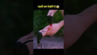 Flamingo feed blood to his baby 🦩😱 shorts ytshorts shortvideo [upl. by Gaulin758]