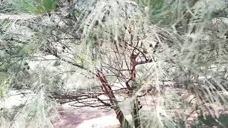 Casuarina Tree Casuarina equisetifolia [upl. by Eneryt]